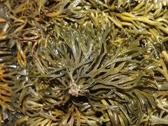 Pelvetia canaliculata