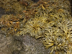 Pelvetia canaliculata