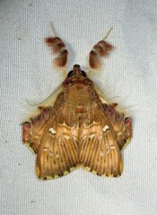 Sosxetra grata