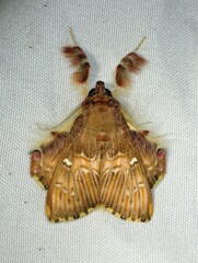 Sosxetra grata
