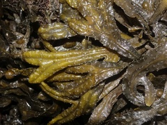 Fucus ceranoides