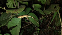 Anolis sericeus