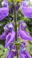 Coleus barbatus