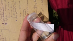 Cryptocephalus vittatus