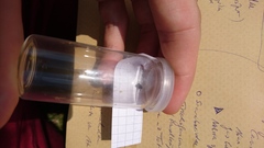 Cryptocephalus vittatus