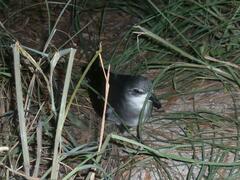 Pterodroma nigripennis