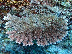 Acropora granulosa