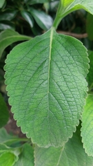 Coleus barbatus