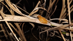Dendropsophus microcephalus