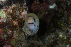 Gymnothorax rueppelliae