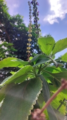 Coleus barbatus