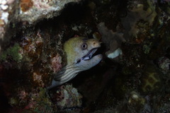 Gymnothorax rueppelliae