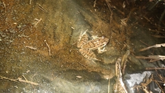 Lithobates brownorum