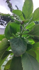 Coleus barbatus