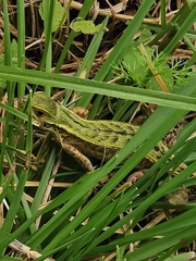 Stenocercus trachycephalus