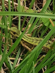 Stenocercus trachycephalus