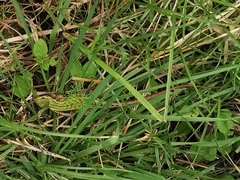 Stenocercus trachycephalus