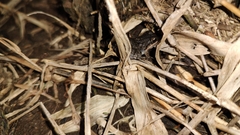 Leptodactylus fragilis