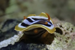 Chromodoris quadricolor