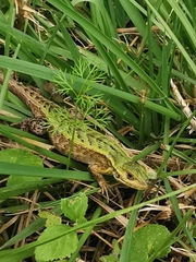 Stenocercus trachycephalus