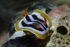 Chromodoris quadricolor