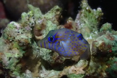 Canthigaster pygmaea