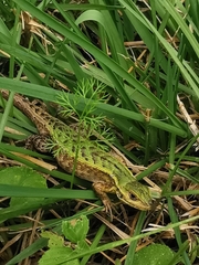 Stenocercus trachycephalus