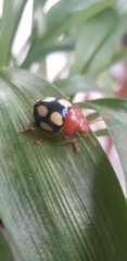 Doryphorina