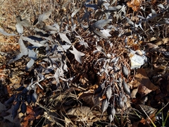 Baptisia bracteata leucophaea