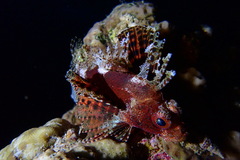 Dendrochirus hemprichi