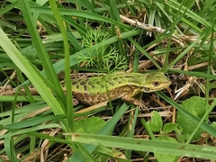 Stenocercus trachycephalus