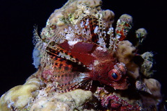 Dendrochirus hemprichi