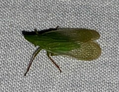 Rhynchomitra microrhina