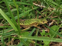 Stenocercus trachycephalus