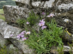 Dimorphotheca jucunda