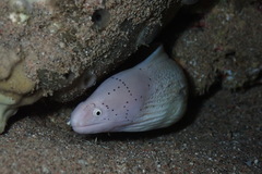 Gymnothorax griseus