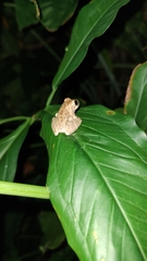Smilisca baudinii