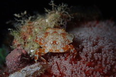 Lophozozymus pulchellus