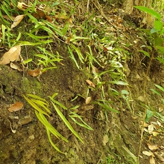 Pyrrosia confluens