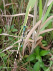Pseudagrion decorum