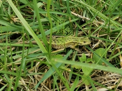 Stenocercus trachycephalus