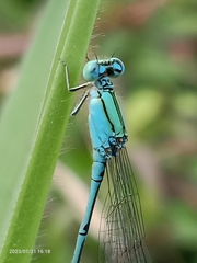 Pseudagrion decorum