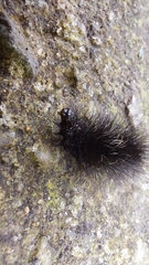 Apistosia judas