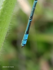 Pseudagrion decorum