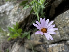 Dimorphotheca jucunda