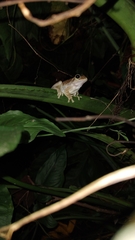 Smilisca baudinii