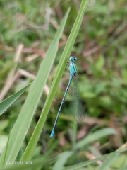 Pseudagrion decorum