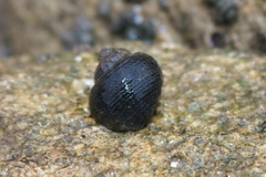Littorina littorea