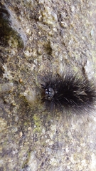 Apistosia judas