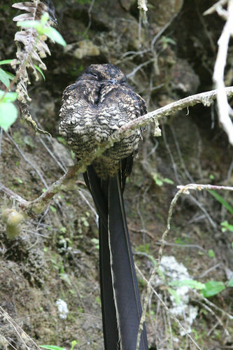 Lyre-tailed Nightjar (Uropsalis lyra), photo 8